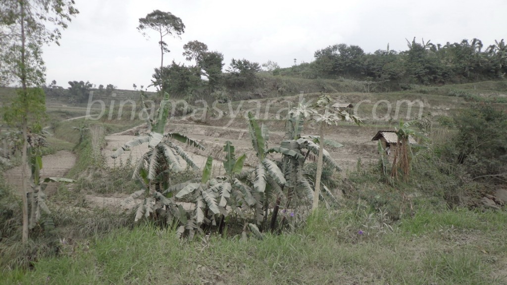 Pertanian Rusak